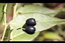 白珠樹-黑實02.jpg