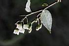 白珠樹-花11.jpg