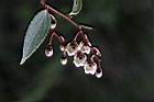 白珠樹-花12.jpg