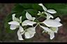 白紙扇-花01.JPG