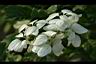 白紙扇-花05.JPG