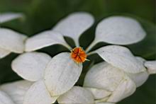 白紙扇-花03.JPG