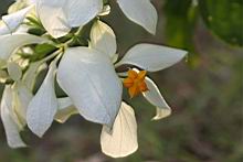 白紙扇-花06.JPG