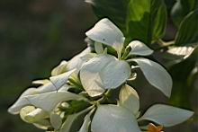 白紙扇-花07.JPG