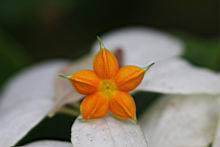 白紙扇-花蕊1.JPG
