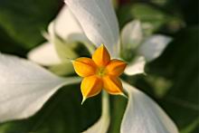 白紙扇-花蕊4.JPG