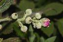 白絨懸鉤子-花01.JPG