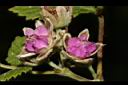 白絨懸鉤子-花12.JPG