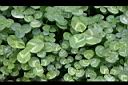 白花三葉草-葉2.JPG