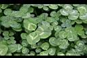 白花三葉草-葉3.JPG