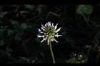 白花三葉草-花03.JPG