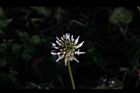 白花三葉草-花04.JPG