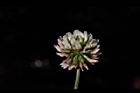 白花三葉草-花13.JPG
