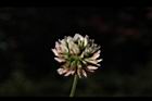 白花三葉草-花14.JPG