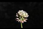 白花三葉草-花17.JPG
