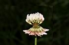 白花三葉草-花23.JPG