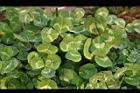 白花三葉草-葉4.JPG