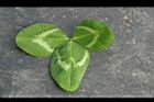 白花三葉草-葉正0.JPG