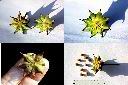 白花八角-實.jpg