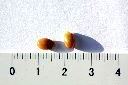 白花八角-種子08.jpg
