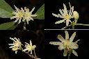 白花八角-花1.jpg
