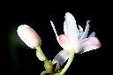 白花八角-花59.jpg