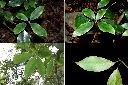 白花八角-葉.jpg