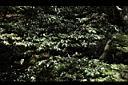 白花八角05.JPG