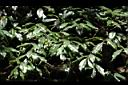 白花八角06.JPG