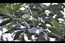 白花八角08.jpg