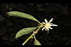 白花八角-花00.JPG