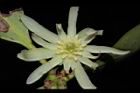 白花八角-花24.JPG