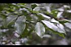 白花八角-葉01.jpg