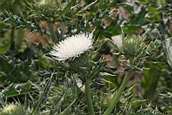 白花小薊-花01.JPG
