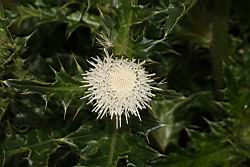 白花小薊-花02.JPG