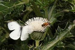 白花小薊-花05.JPG
