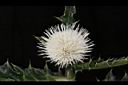 白花小薊-花18.JPG