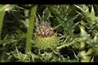 白花小薊-實01.JPG