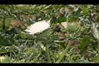 白花小薊-花00.JPG