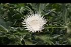 白花小薊-花03.JPG