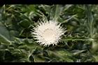 白花小薊-花04.JPG