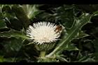 白花小薊-花08.JPG