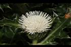 白花小薊-花15.JPG