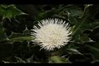 白花小薊-花17.JPG