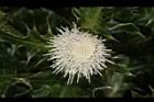 白花小薊-花23.JPG