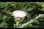 白花小薊-花33.JPG