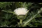 白花小薊-花35.JPG