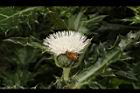 白花小薊-花37.JPG