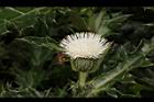 白花小薊-花38.JPG