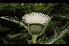白花小薊-花40.JPG